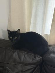 Found/Stray Male Cat last seen 146th st & 27th ave, Queens, NY 11354