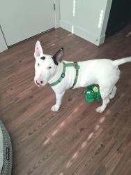 Found/Stray Male Dog last seen I-70 Quebec , Denver, CO 80216