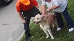 Reunited Male Dog last seen Near Pebblecreek Dr, Garland, TX 75040, USA, Garland, TX 75040