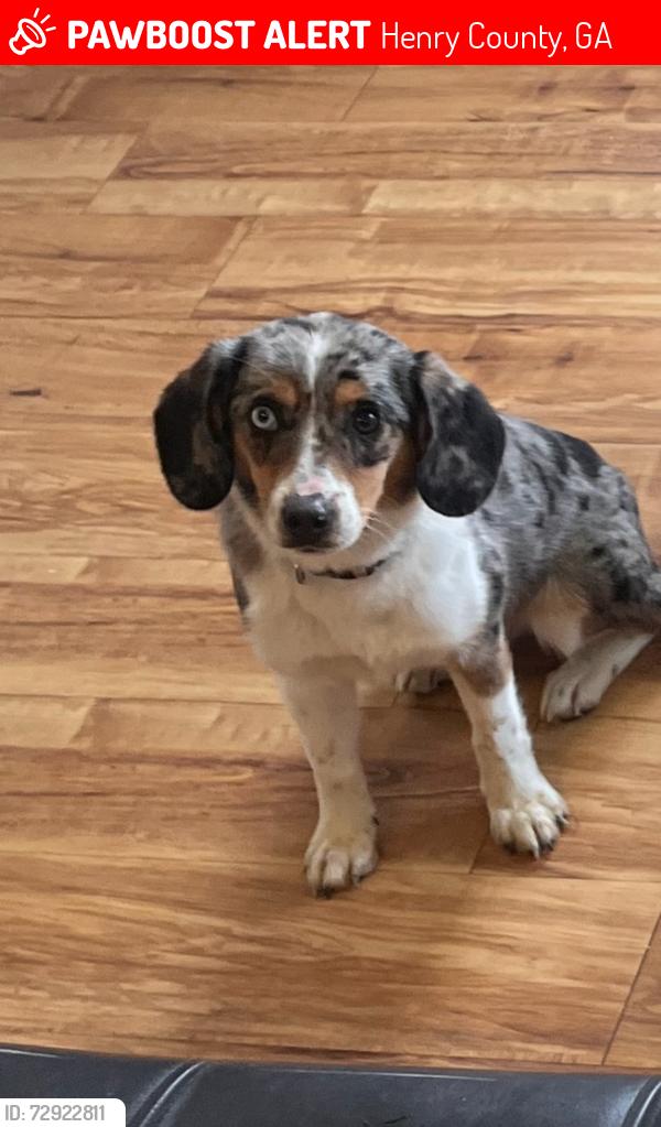 Lost Female Dog last seen Annaberg, Henry County, GA 30253