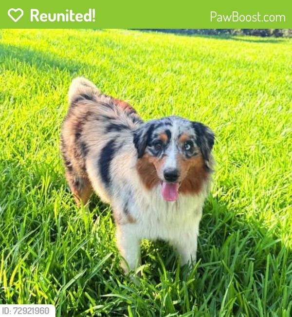 Reunited Male Dog last seen Norhill, Houston, TX 77009