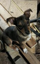 Lost Male Dog last seen Close to Midway Airport, between County Road 913 and County Road  10, Midway, AR 72651
