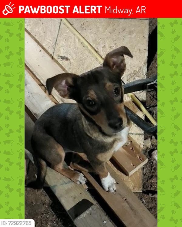 Lost Male Dog last seen Close to Midway Airport, between County Road 913 and County Road  10, Midway, AR 72651