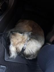 Reunited Male Dog last seen Near and stalemate cove, San Antonio, TX 78254