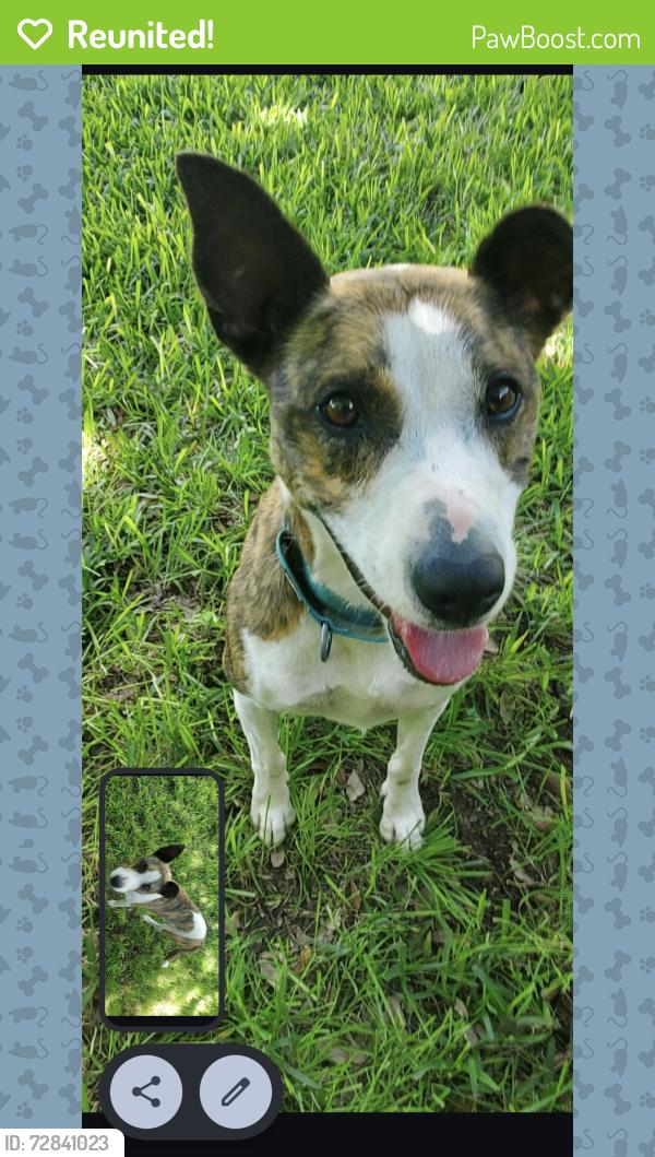 Reunited Female Dog last seen Highland Drive, Lakeline Blvd , Cedar Park, TX 78613