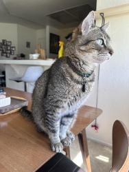 Lost Male Cat last seen Woodbridge Village Center , Irvine, CA 92604