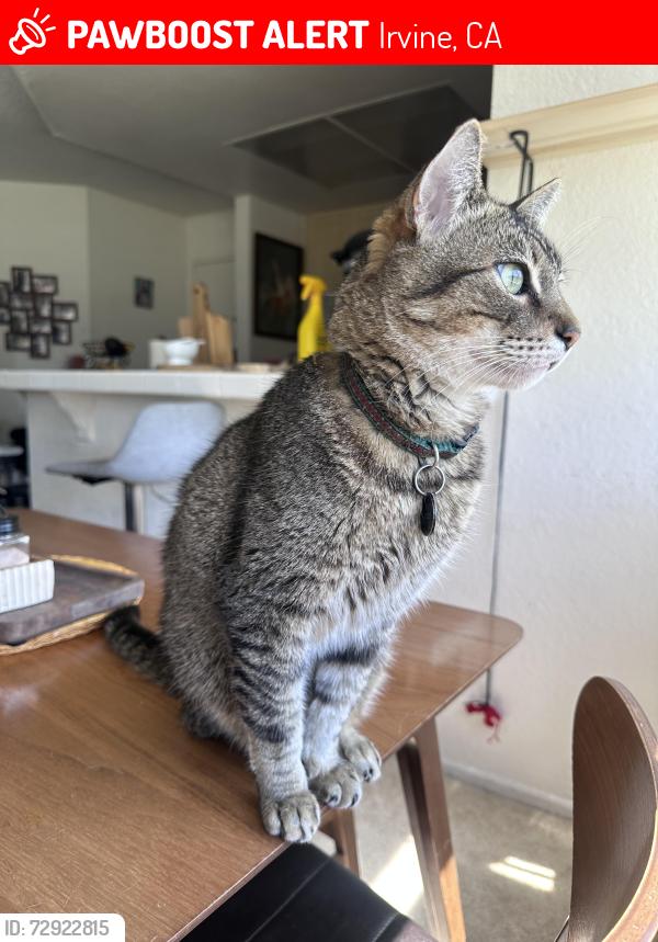 Lost Male Cat last seen Woodbridge Village Center , Irvine, CA 92604