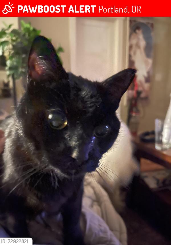 Lost Male Cat last seen N Charleston and N Smith, Portland, OR 97203