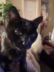 Lost Male Cat last seen N Charleston and N Smith, Portland, OR 97203