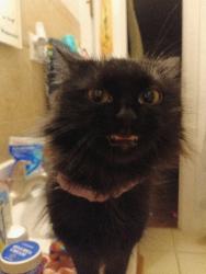 Reunited Female Cat last seen Deerpass and colins rd , Marengo, IL 60152