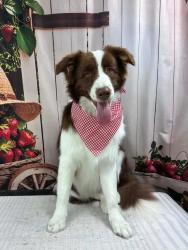 Lost Male Dog last seen S Ave 5E and County 15th Street, Yuma, AZ 85365