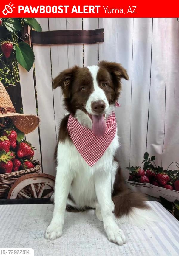 Lost Male Dog last seen S Ave 5E and County 15th Street, Yuma, AZ 85365