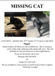 Lost Female Cat last seen Cypress Lakes community south loop, Elkton, FL 32033