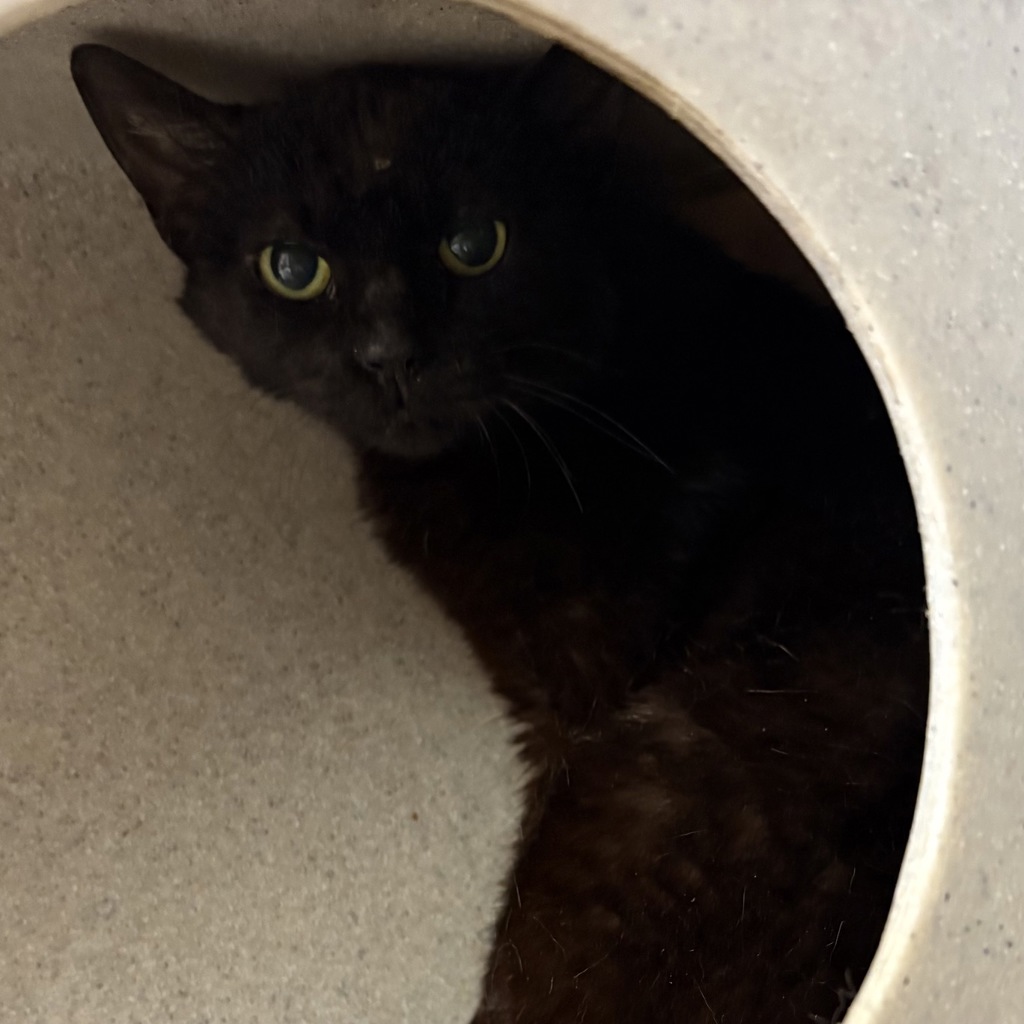 Shelter Stray Female Cat last seen Sandy River Delta, TROUTDALE, OR, 97060, Troutdale, OR 97060