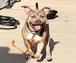 Shelter Stray Female Dog last seen STATEN ISLAND, NY, 10301, Staten Island, NY 10309