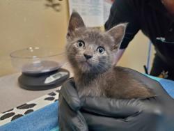 Shelter Stray Female Cat last seen Near Heritage Street, Oceanside, CA, 92058, Oceanside, CA 92058