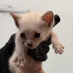 Shelter Stray Female Cat last seen Near 41 Street, San Diego, CA, 92105, San Diego, CA 92110
