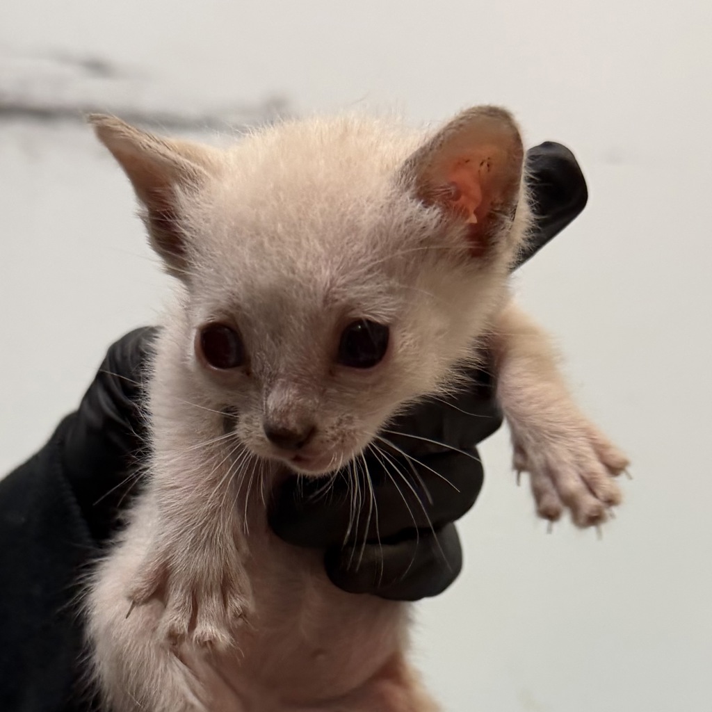Shelter Stray Female Cat last seen Near 41 Street, San Diego, CA, 92105, San Diego, CA 92110