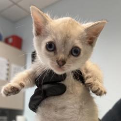 Shelter Stray Female Cat last seen Near 41 Street, San Diego, CA, 92105, San Diego, CA 92110