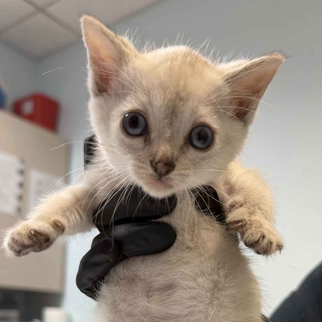 Shelter Stray Female Cat last seen Near 41 Street, San Diego, CA, 92105, San Diego, CA 92110