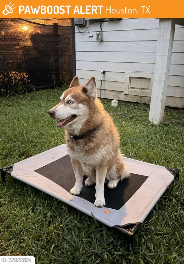 Found/Stray Male Dog last seen Near ridgeway drive , Houston, TX 77033