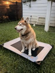 Found/Stray Male Dog last seen Near ridgeway drive , Houston, TX 77033