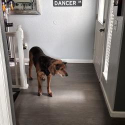 Lost Male Dog last seen Near Hillock Dr, Colorado Springs, CO 80922