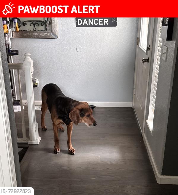 Lost Male Dog last seen Near Hillock Dr, Colorado Springs, CO 80922