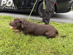 Reunited Male Dog last seen Hamilton Ave & Green St , Parkesburg, PA 19365