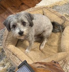 Lost Male Dog last seen Near S 250th East Ave, Broken Arrow, OK 74014