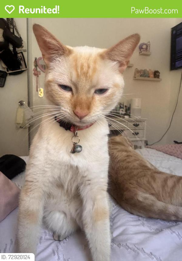 Reunited Male Cat last seen Es Dr near the Sam yellen dog park , Palmdale, CA 93552