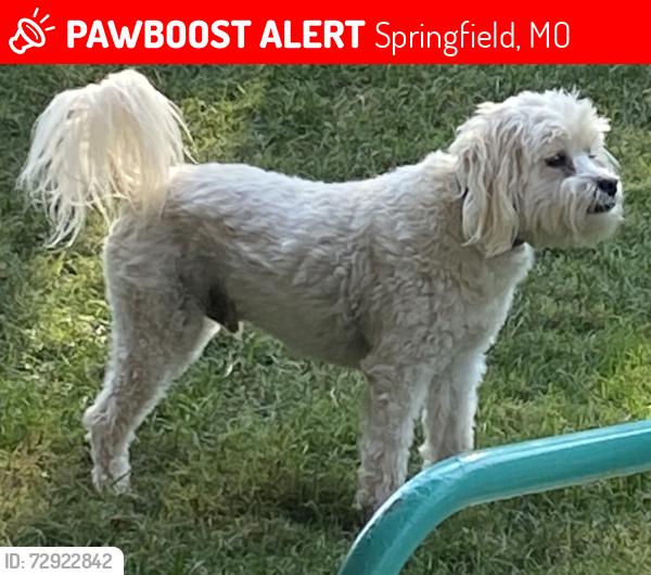 Lost Male Dog last seen N Grant and Beverly Hills Dr, Springfield, MO 65803
