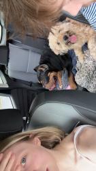 Found/Stray Male Dog last seen Intersection before DSs office , High Point, NC 27262