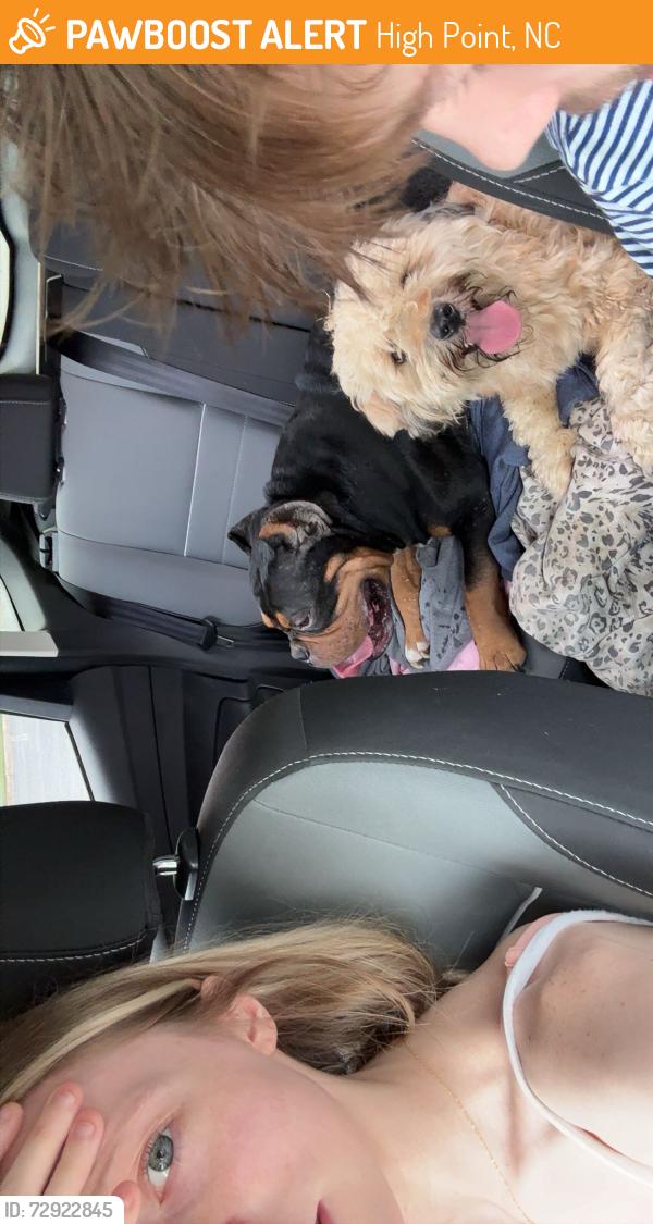 Found/Stray Male Dog last seen Intersection before DSs office , High Point, NC 27262