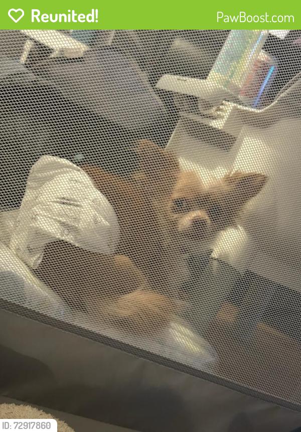 Reunited Male Dog last seen Packard Dr, Nashville, TN 37211