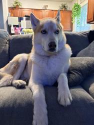 Reunited Male Dog last seen Vanwagenen and major , Henderson, NV 89015