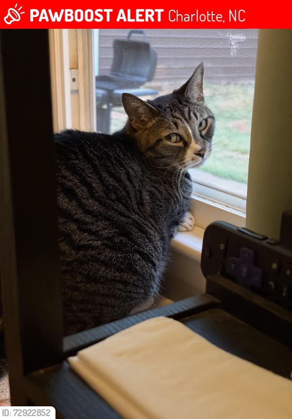 Lost Female Cat last seen Albemarle rd, Charlotte, NC 28227