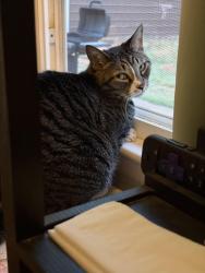 Lost Female Cat last seen Albemarle rd, Charlotte, NC 28227