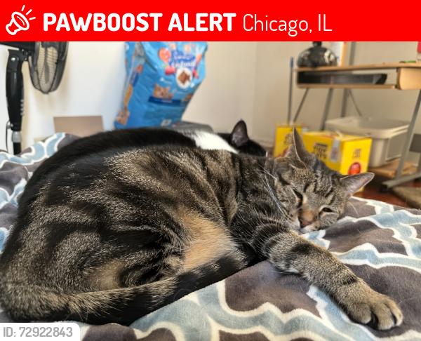 Lost Male Cat last seen N Drake and N Elston, Chicago, IL 60618