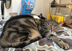 Lost Male Cat last seen N Drake and N Elston, Chicago, IL 60618