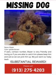 Lost Male Dog last seen Full sail university on semoran , Winter Park, FL 32792