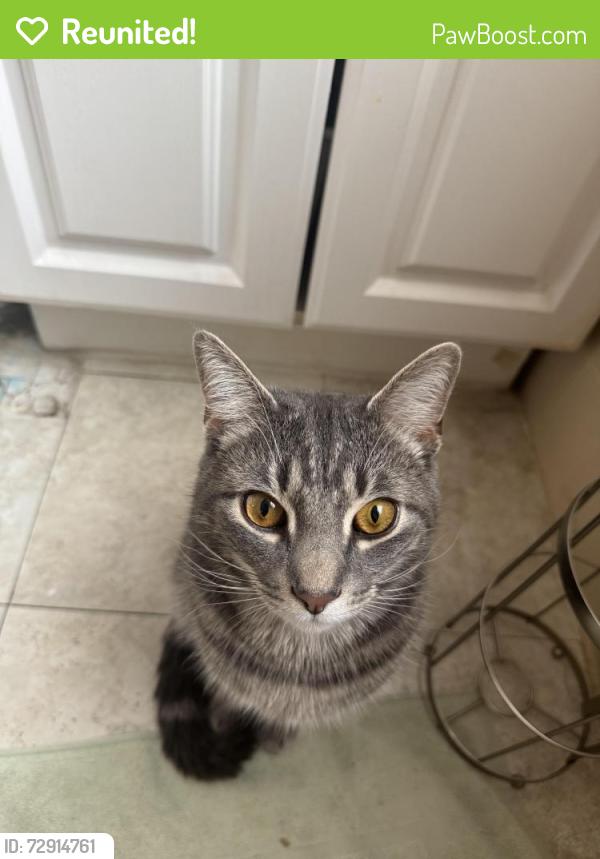 Reunited Male Cat last seen Near Hampton Ave Schenectady NY, Schenectady, NY 12309