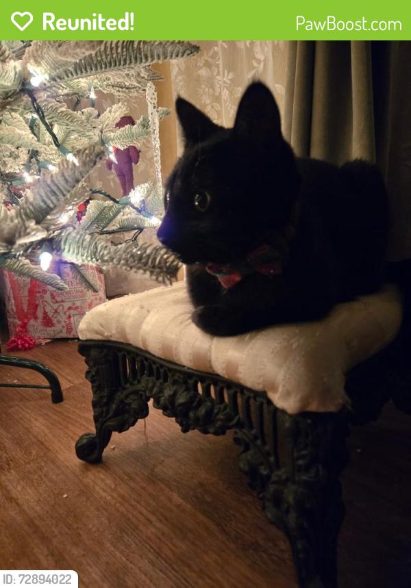 Reunited Male Cat last seen Near Cheryl Ave Springdale Ar 72762, Springdale, AR 72762
