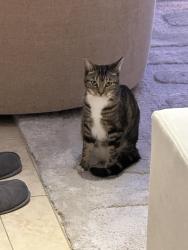 Lost Female Cat last seen Near Sepulveda Blvd CA 91345, Los Angeles, CA 91345