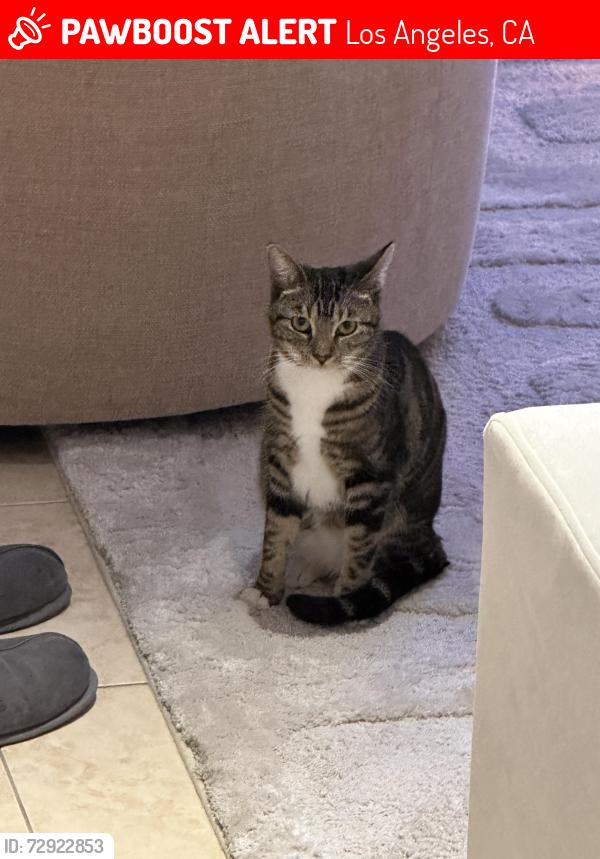 Lost Female Cat last seen Near Sepulveda Blvd CA 91345, Los Angeles, CA 91345