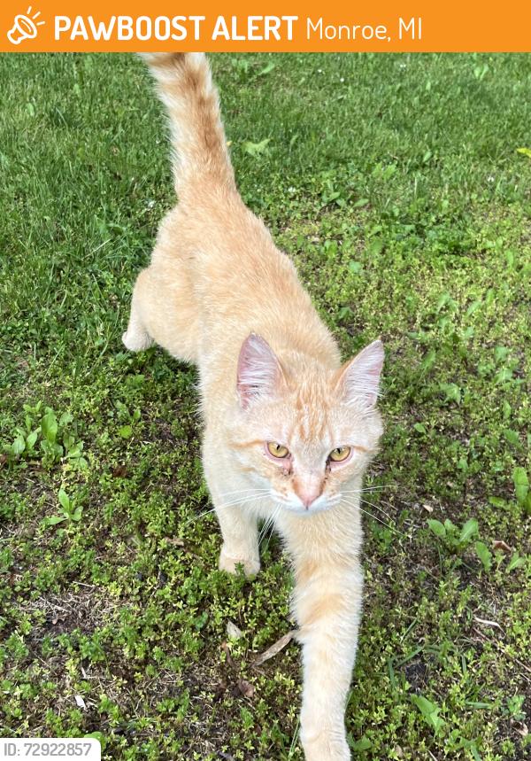 Found/Stray Male Cat last seen M-50 and Lewis Ave, Monroe, MI 48161