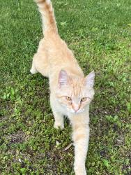 Found/Stray Male Cat last seen M-50 and Lewis Ave, Monroe, MI 48161