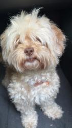 Reunited Female Dog last seen Secor rd and laskey, Toledo, OH 43623