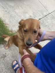 Reunited Male Dog last seen Shearwater Ave, Paloma Creek, TX 76227, USA, Paloma Creek, TX 76227