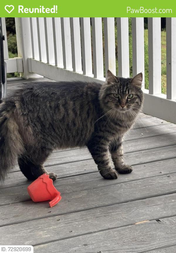 Reunited Unknown Cat last seen Kellogg Mill Rd, Stafford, VA 22555